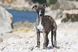 WHIPPET 258